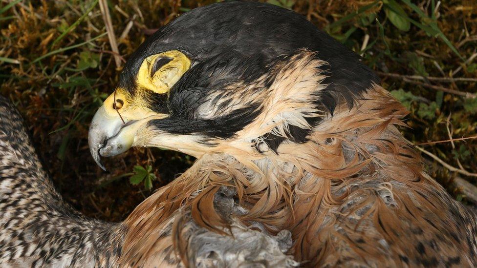 Peregrine found poisoned