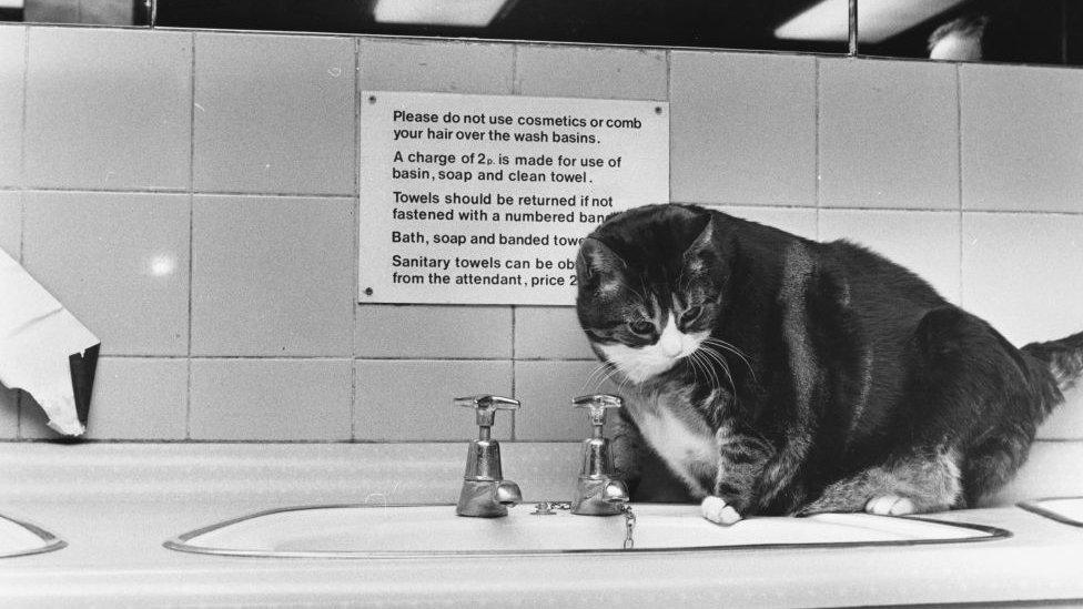 Tiddles perches beside a sink in the public toilets at London's Paddington Station. September 1978.