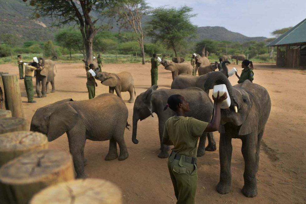 Orphan elephant calves are fed a special formula by their keepers at Reteti Elephant Sanctuary in Namunyak Wildlife Conservancy, in Kenya. 26 February 2020.