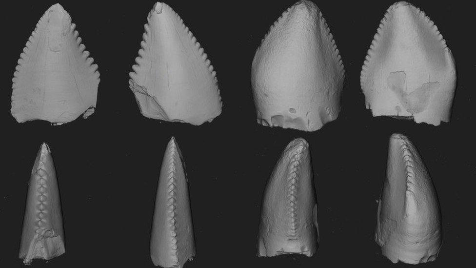 Computer generated images of dinosaur teeth - Natural History Museum