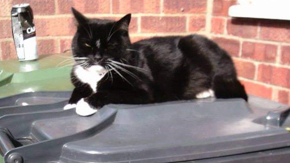 Cat on a bin