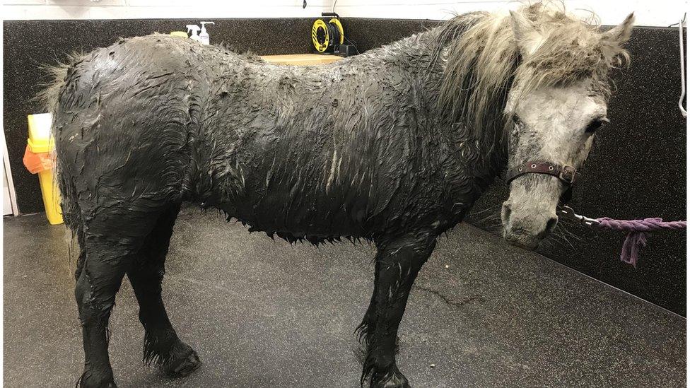 Rescued horse