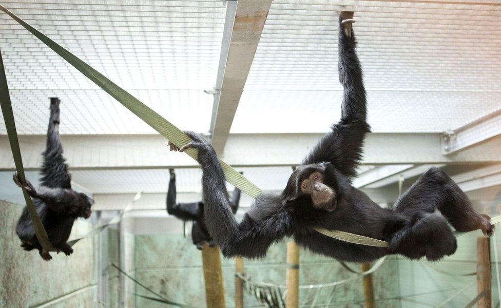 Siamang gibbons