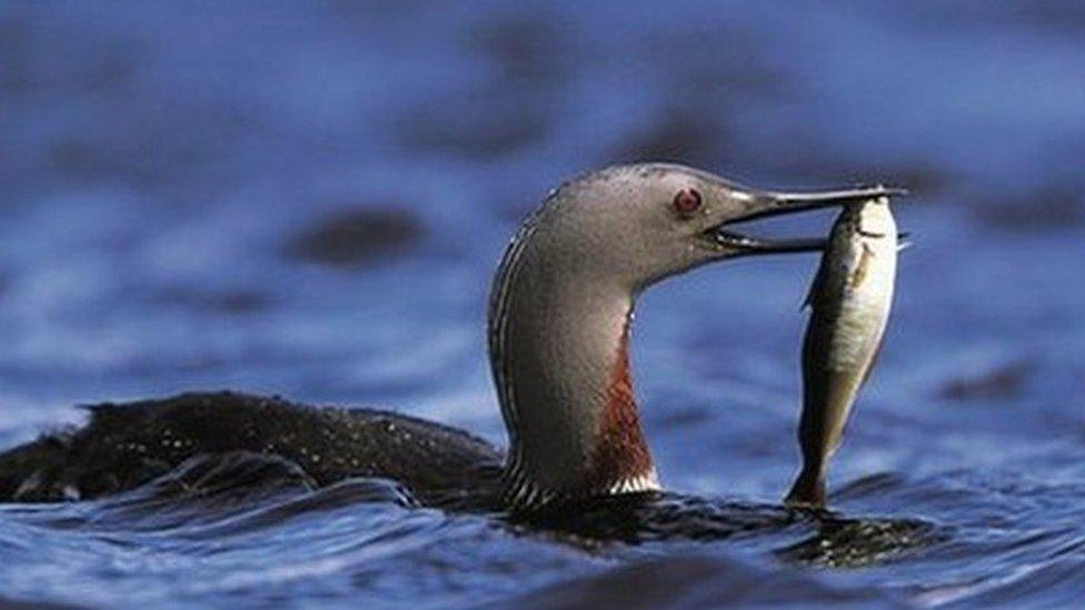 Red throated diver