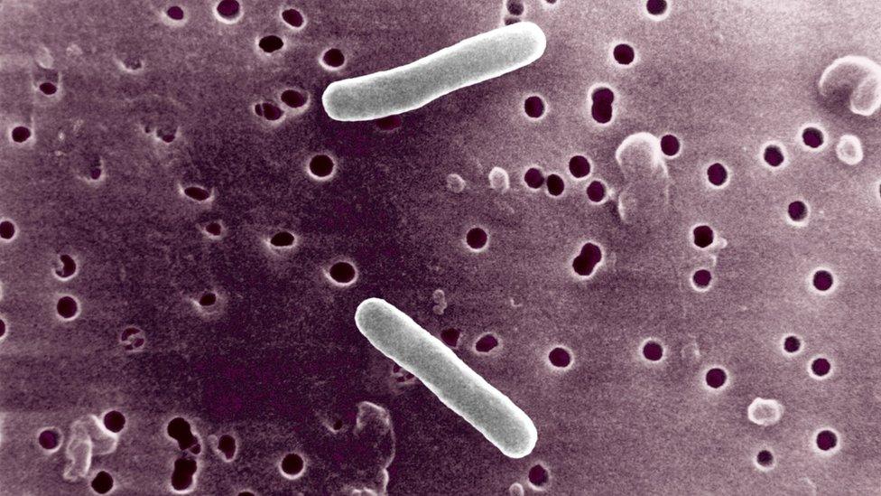 Salmonella Typhimurium