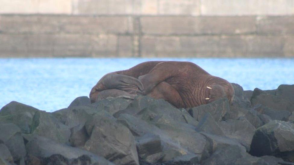 Walrus on a Northumberland beach