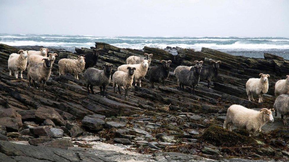 North Ronaldsay sheep