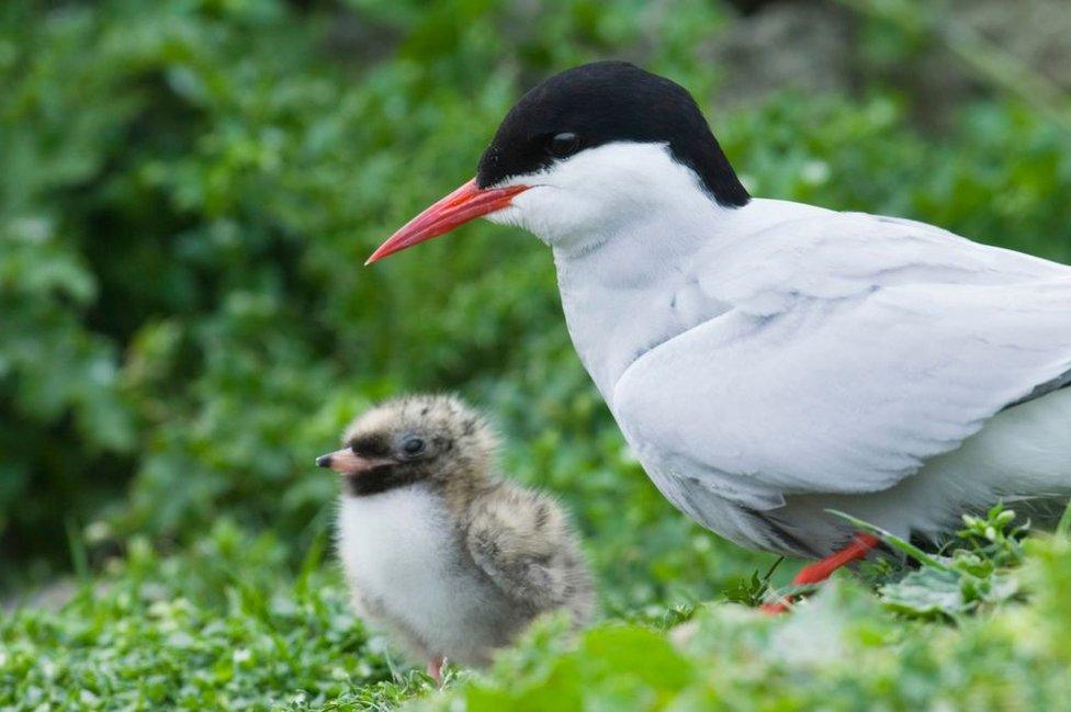 tern and chick