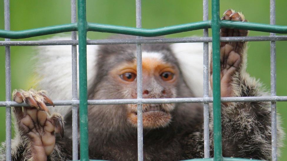 Caged marmoset.