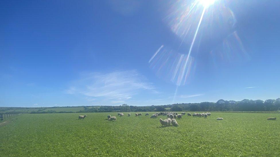 Sheep in a sunny field