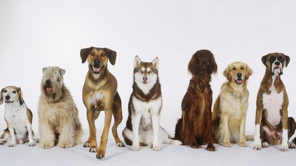 Dogs in a row