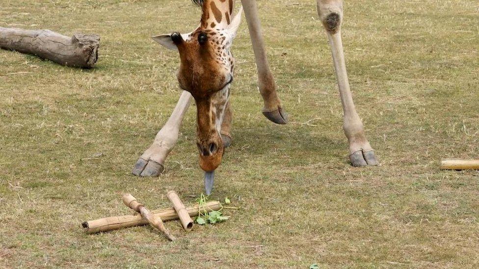 A giraffe at Werribee Open Range Zoo explores the herbs it has been given as part of an enrichment program