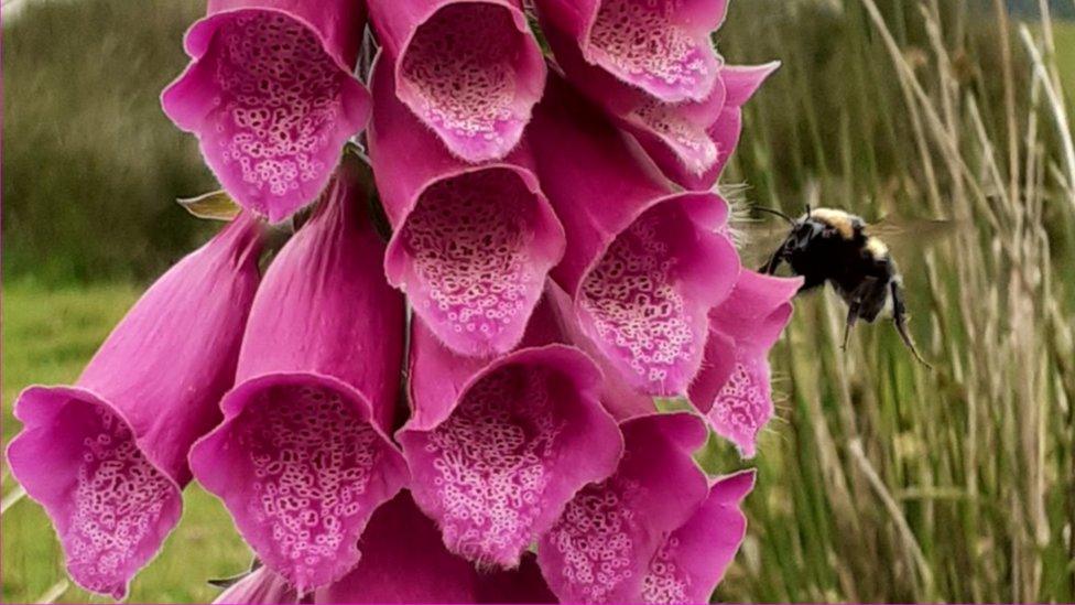 bee on a foxglove