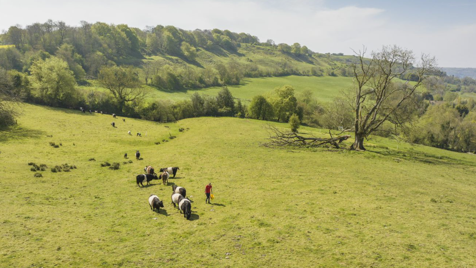 Cattle grazing