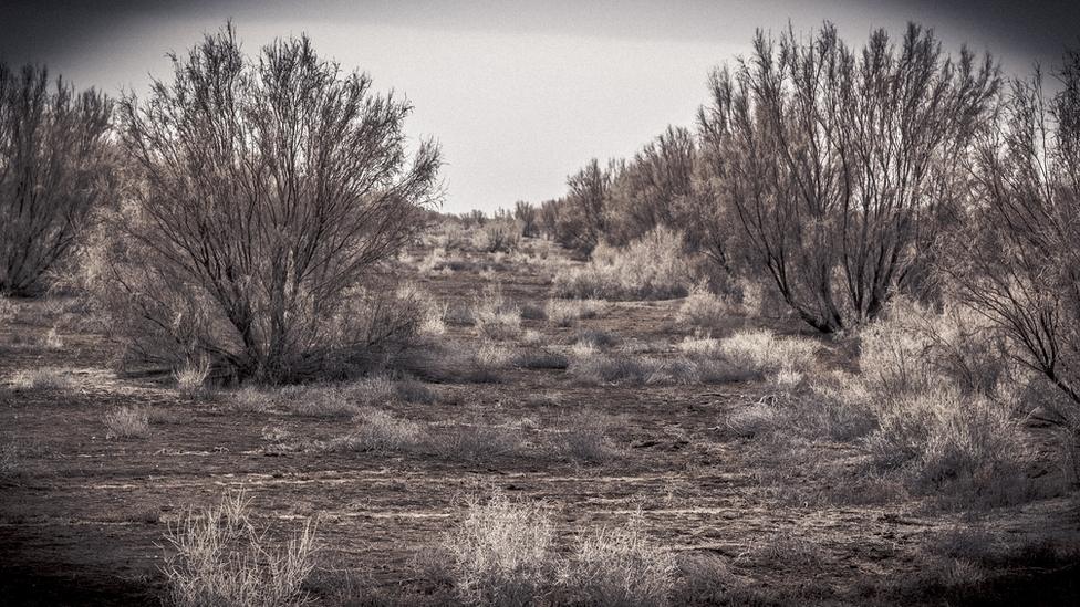 Saxaul trees on the Aral Sea bed in Uzbekistan by Paul Ivan Harris