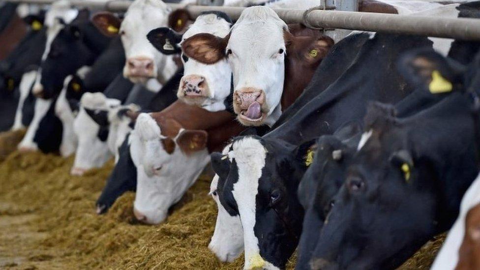 Dairy cows in Scotland