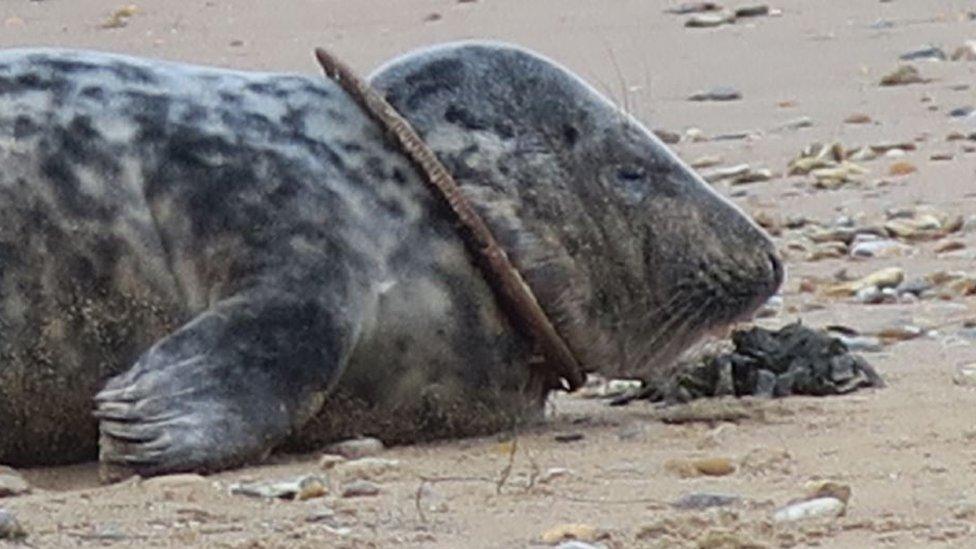 Seal with ring around neck