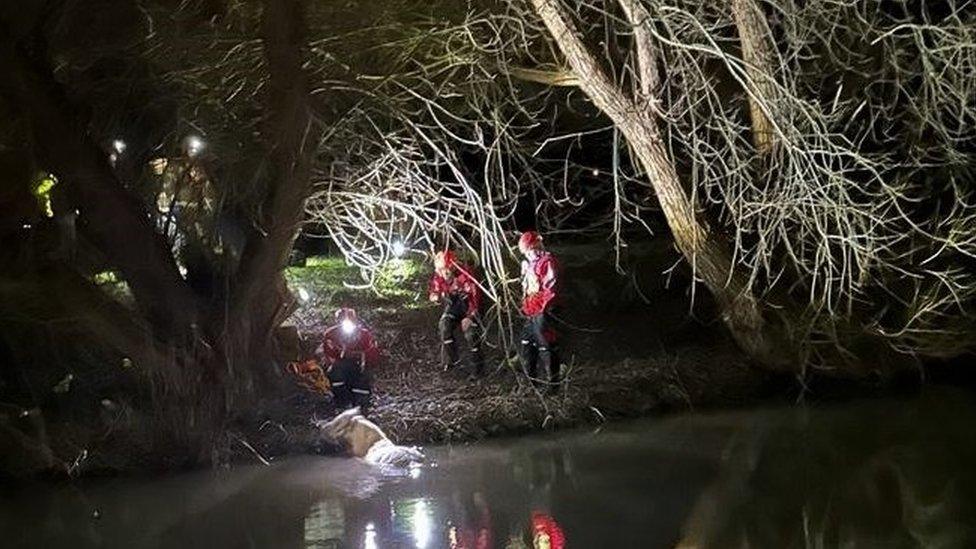 A horse is in the deep canal water while rescue crews attempt to remove it under floodlights