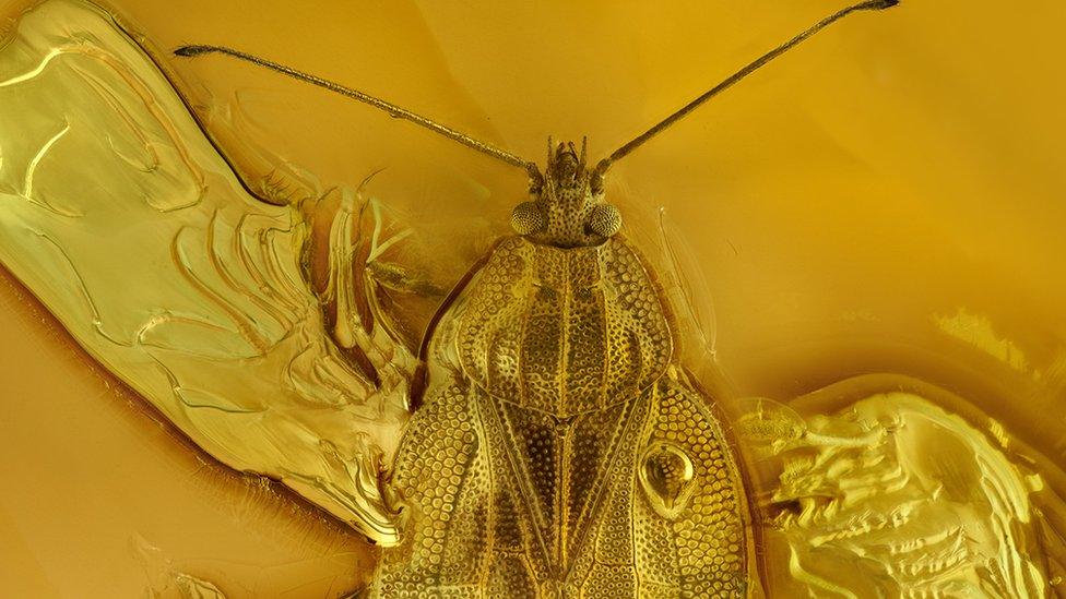 lace bug trapped in amber