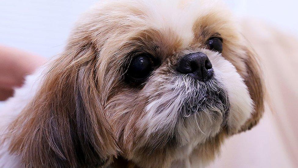 Shih tzu dog