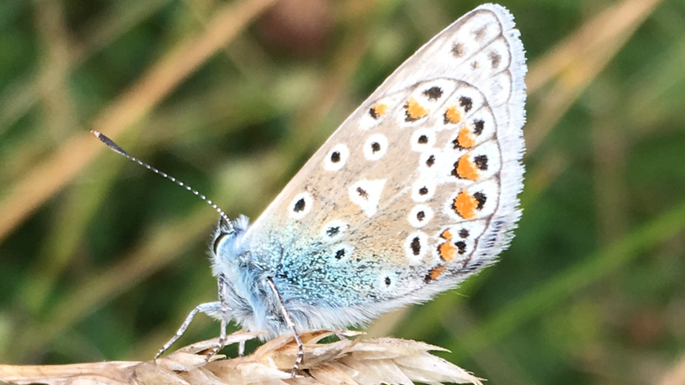 Butterfly near Mewslade Bay, Gower