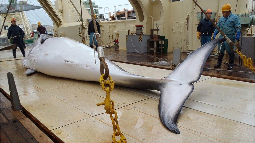 A minke whale on the deck of a Japanese whaling ship in the Antarctic Ocean