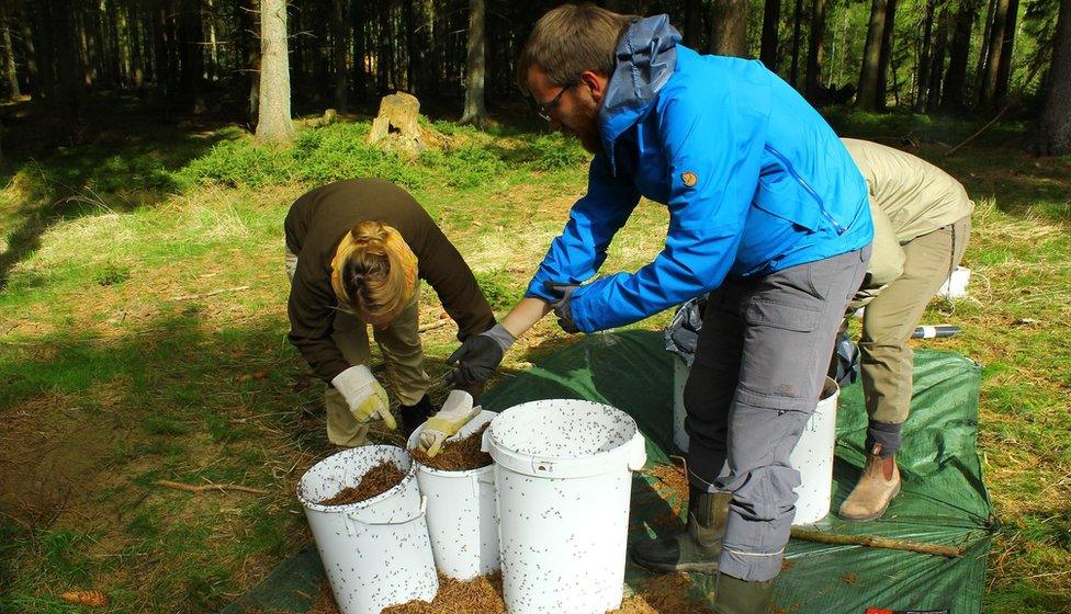 The team moving an ant colony in 2014