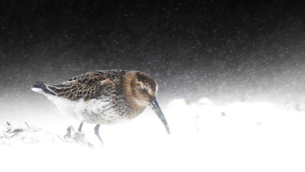 Dunlin.