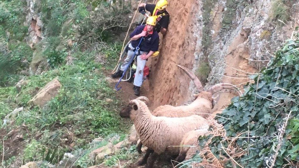 Sheep rescue