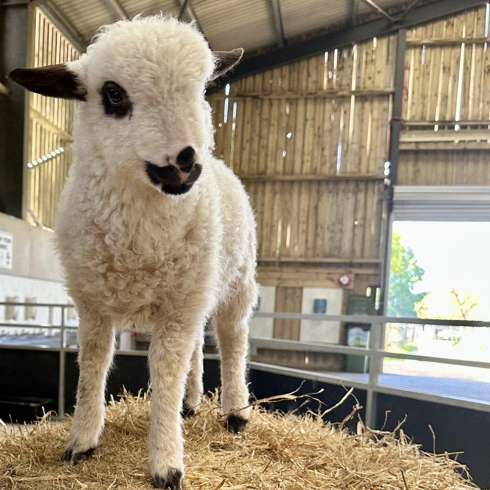 Rare-breed lamb born at Farmer Palmer's