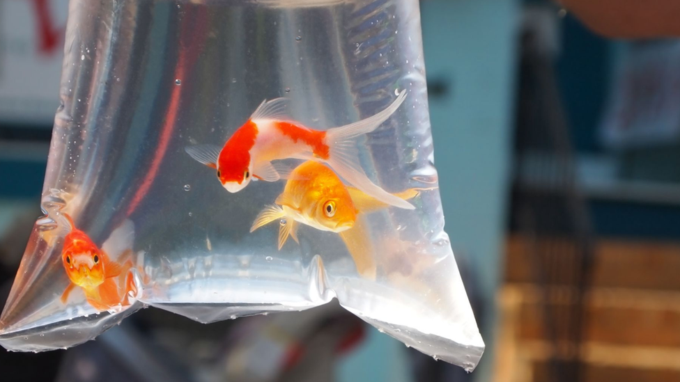 Goldfish in a bag