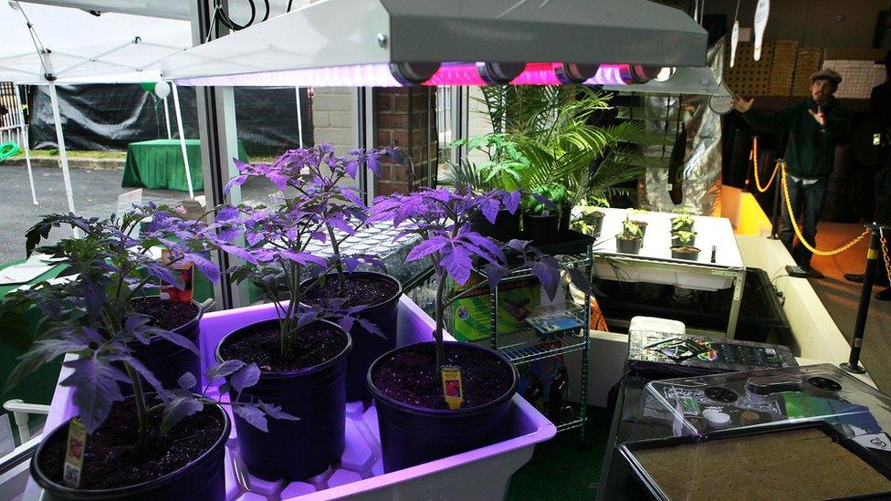 Marijuana growing in pots