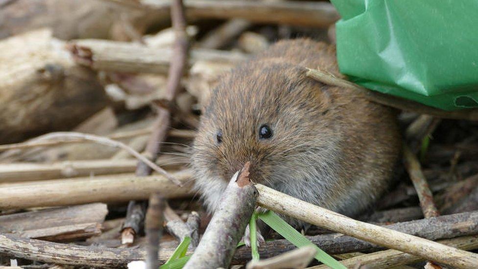 A water vole hides amid the rubbish on the banks of the River Rhymney