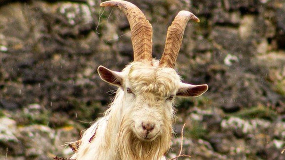 A Kashmiri goat on the Great Orme