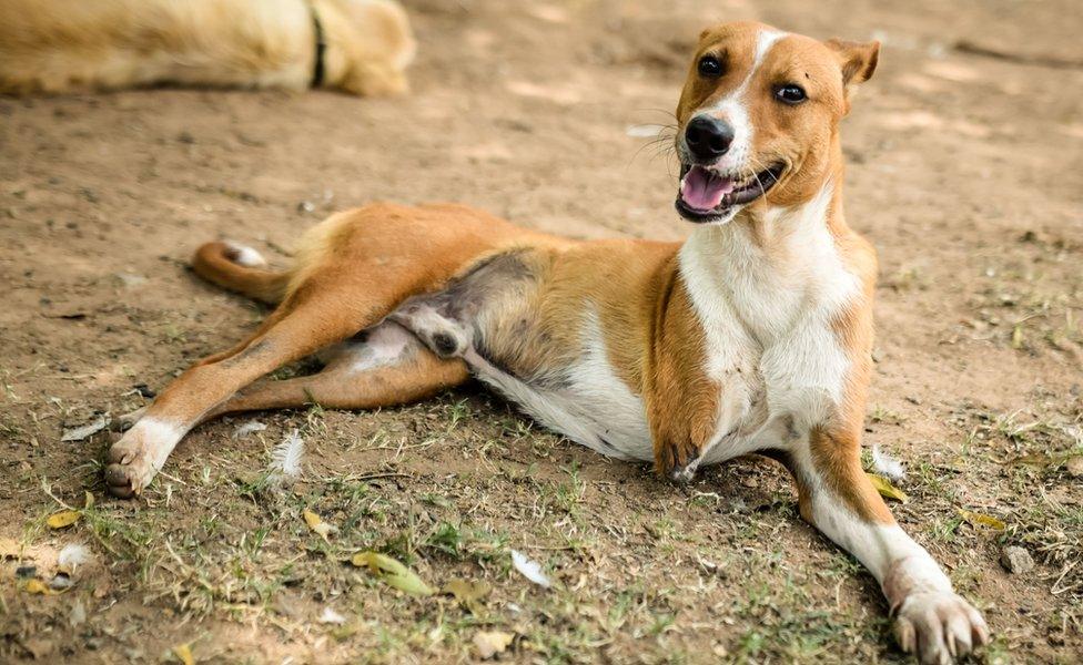 A three-legged dog at the farm