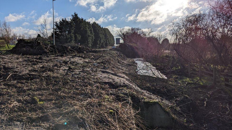 The ground where trees were felled