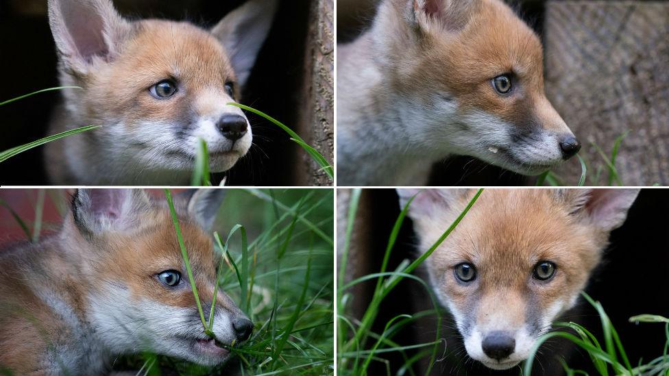 The four cubs