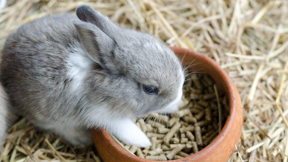 A rabbit eating from a bowl