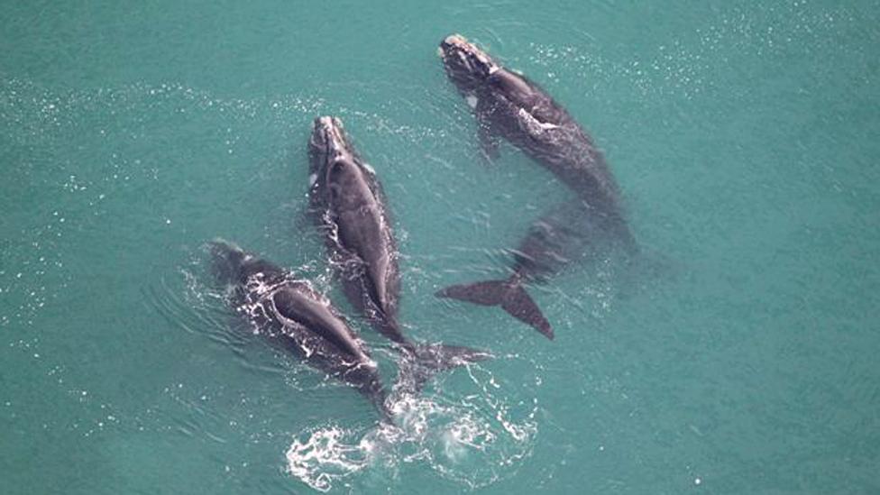 Southern right whales