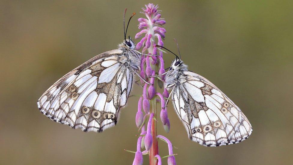 Marbled white