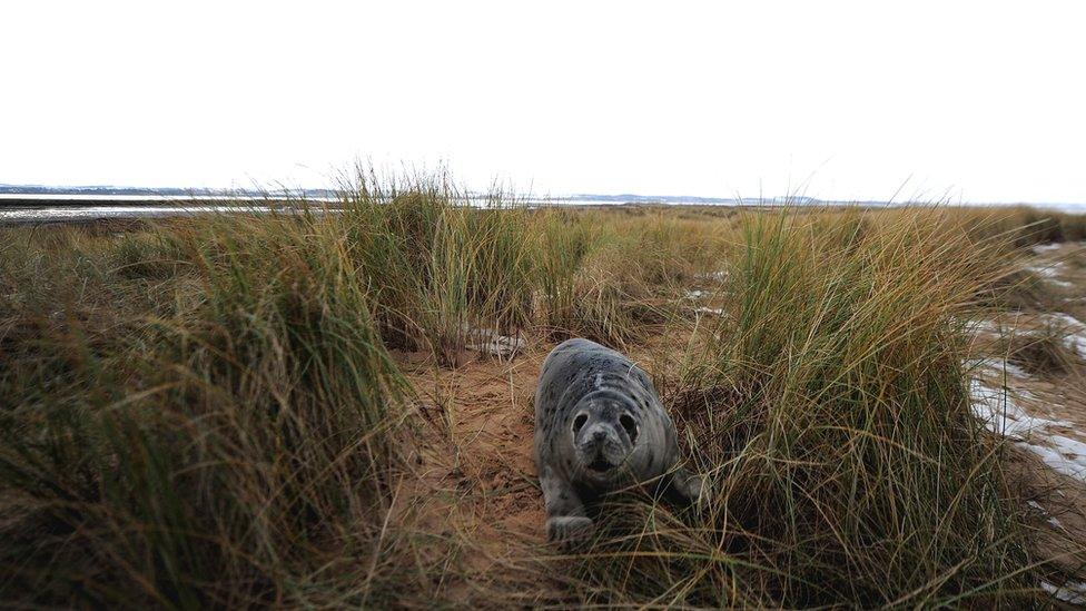 Blakeney grey seal, Norfolk