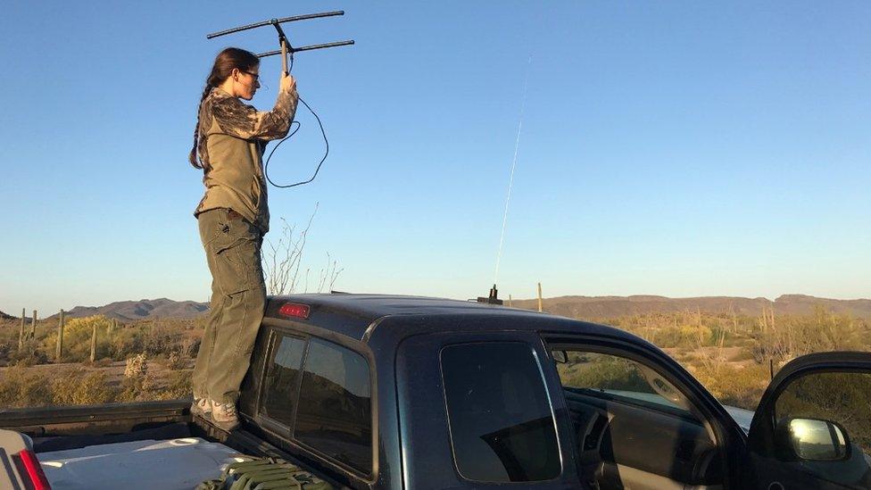 Stephanie Doerries searches for pronghorn