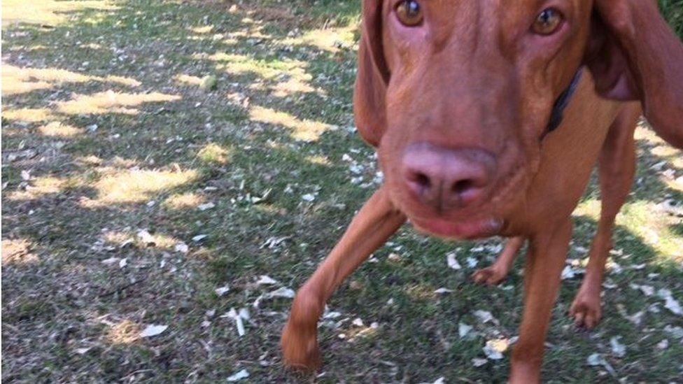 Mili, a Hungarian Vizsla