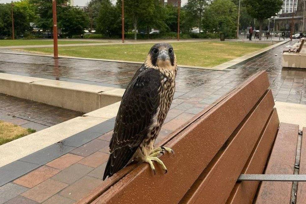 Peregrine on bench