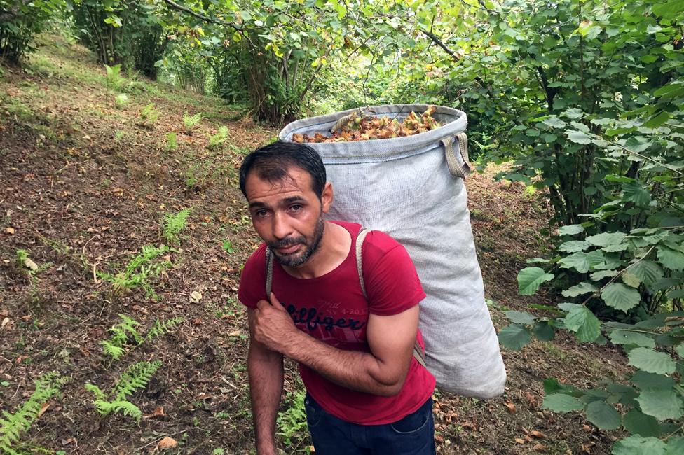 Mehmet Kelekci, work organiser and hazelnut picker