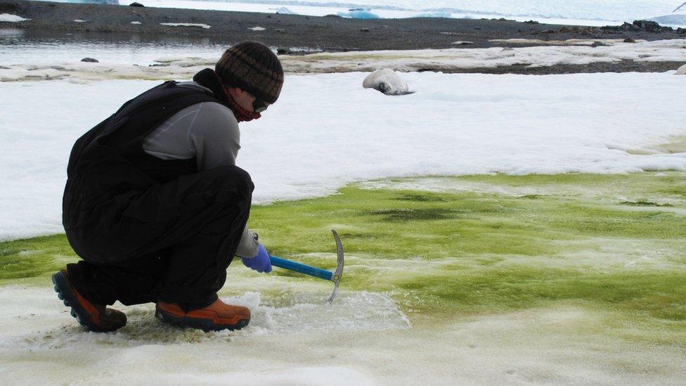 green-algae-snow.