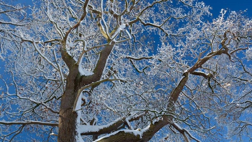 Keith Hughes: Look up to find beauty. Tree near River Severn, Welshpool, by Keith Hughes