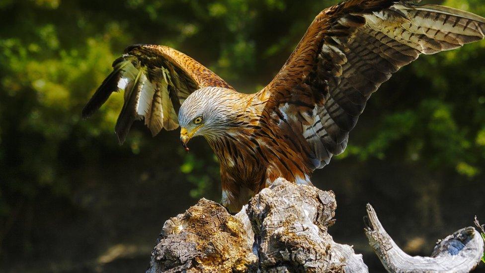 A red kite