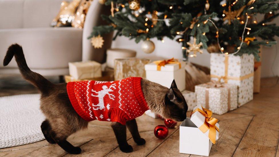 Cat looking at gifts under the tree