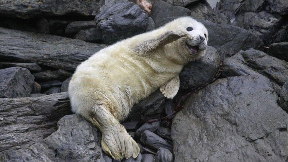 Seal pup